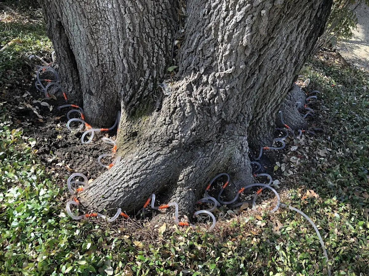 Detailed Tree Cabling and Bracing job site in Merriman