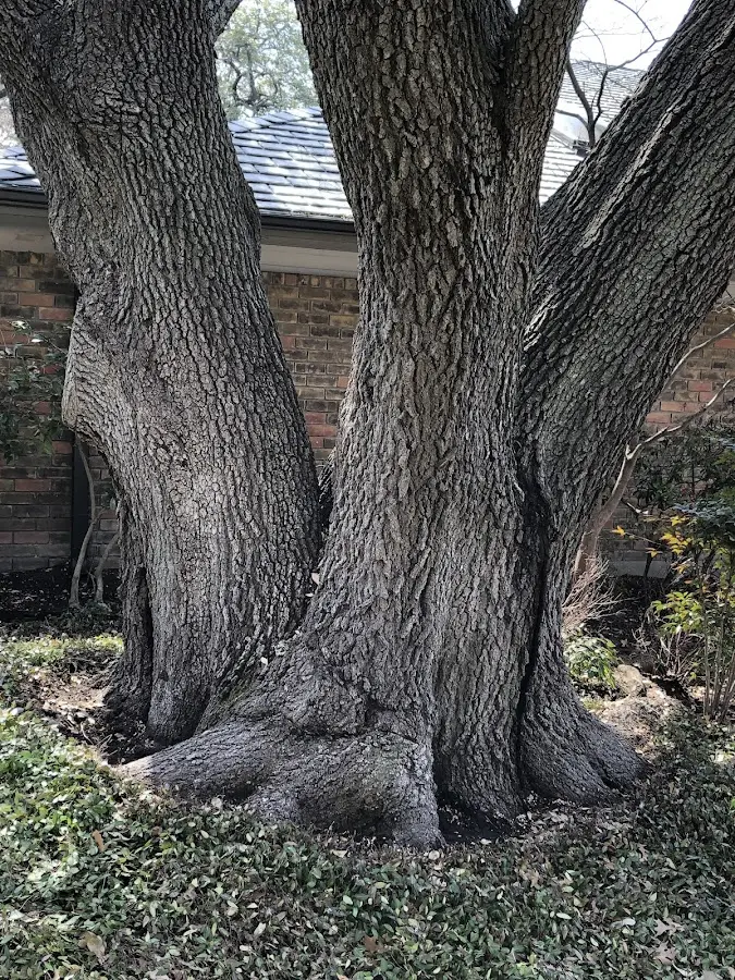 Mature heritage tree close to a Merriman property cared for by certified arborists